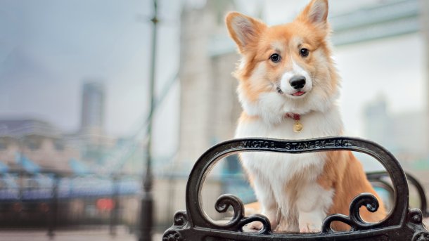 Hundefotografie: Tierische Charakterköpfe sicher porträtieren