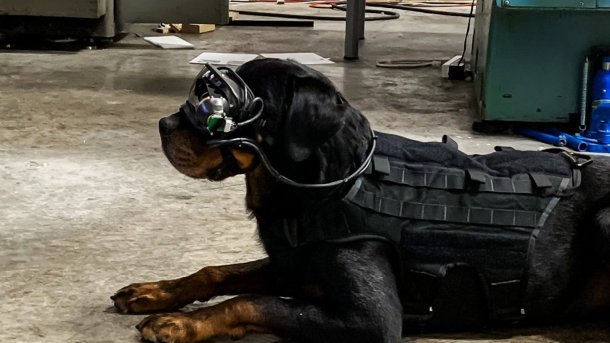 US Army entwickelt Augmented-Reality-Brille für Hunde