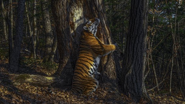 Wenn Tiger Bäume umarmen: Die besten Wildlife-Fotos 2020