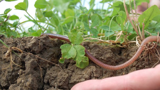 Ein gesunder Boden ist nicht nur gut für Regenwürmer, sondern auch fürs Klima: Er speichert große Mengen an Kohlenstoff. , Foto: Thomas Alföldi / Forschungsinstitut für biologischen Landbau
