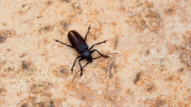 Large,Black,Ground,Beetle,(hyperion,Schroetteri),One,Of,The,Largest