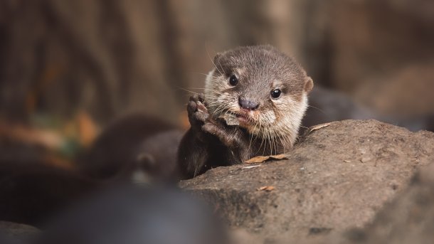 Otter,(lutra,Lutra),And,Her,Cuteness,And,Her,Funny,Face