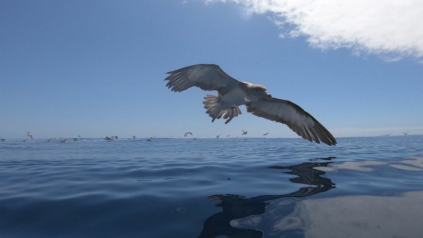 Mikroplastik im Meer