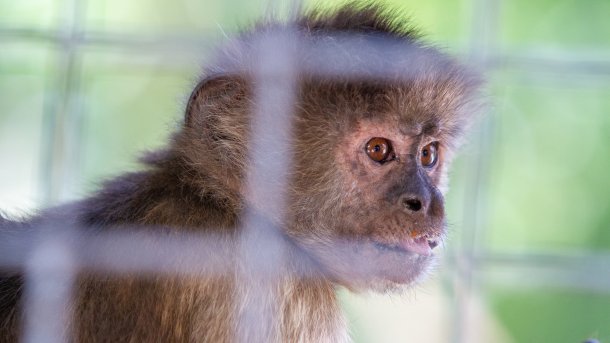 Affe in einem Käfig