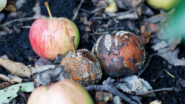 Verfaulte Äpfel neben frischen Äpfeln