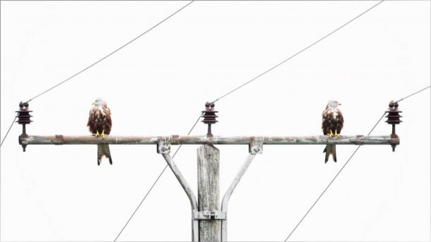 Das Foto zeigt zwei Greifvögel, die auf einem Strommast sitzen und in entgegengesetzte Richtungen schauen.