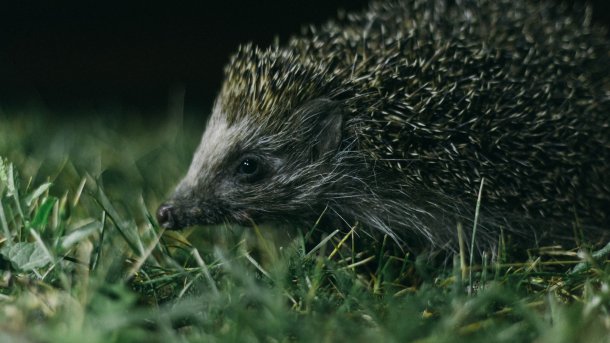 Hedgehog,In,The,Grass,At,Night