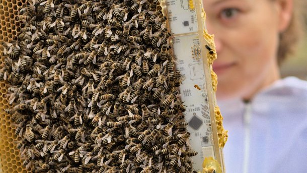 Temperatursensoren unter den Waben überwachen die Überwinterungstraube des Bienenvolkes. Wird das Volk zu kalt, wärmen winzige Heizelemente und locken die Bienen auf Bereiche mit viel Nektar. , Hiveopolis
