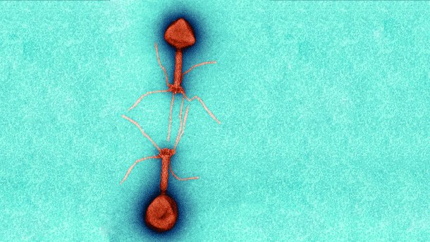 Bakteriophagen sind von einfacher Gestalt, ihre chemischen Strukturen sind aber hochkomplex., Science Photo Library / Lee D. Simon