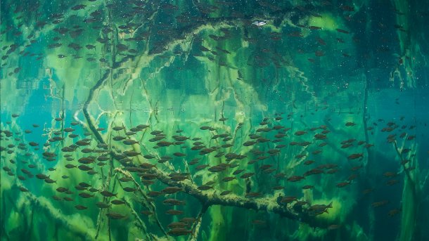 Der Fischreichtum des Pulvermaars bei Gillenfeld freut vor allem die Angler. In den umgestürzten Bäumen, die im Schutzgebiet liegen bleiben dürfen, finden Jungfische ein ideales Versteck.Olympus E-M5  16 mm  ISO 400  f/4.5  1/250 s, Alle Bilder: Claudia Weber-Gebert