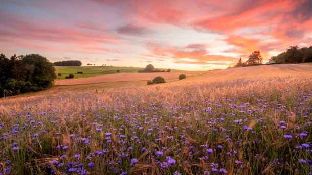 Kornblumen von Neutsch , Alle Fotos: Bastian Werner
