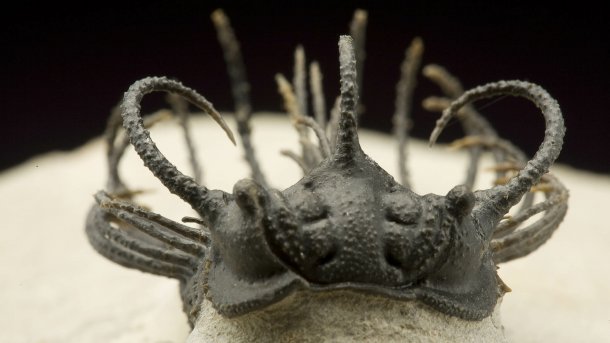 Fremdartiger Trilobit aus dem Kambrium