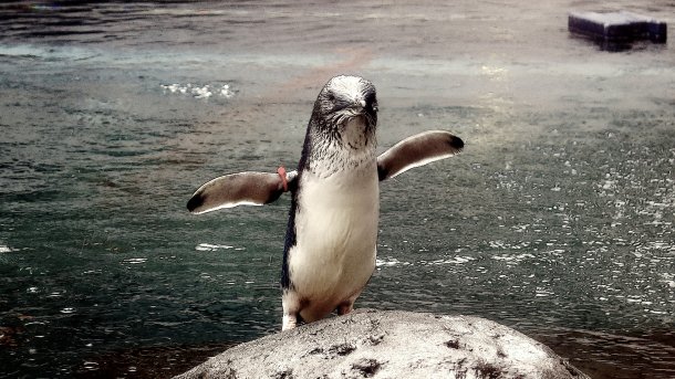 Pinguin, gerade aus dem Wasser auf einen Felsen gehüpft, streckt seine Flügel aus