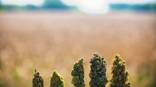 Detail,Of,Assorted,Dried,Cannabis,Buds,In,A,Line,Over