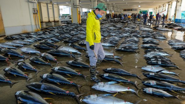 Fischauktion in Japan