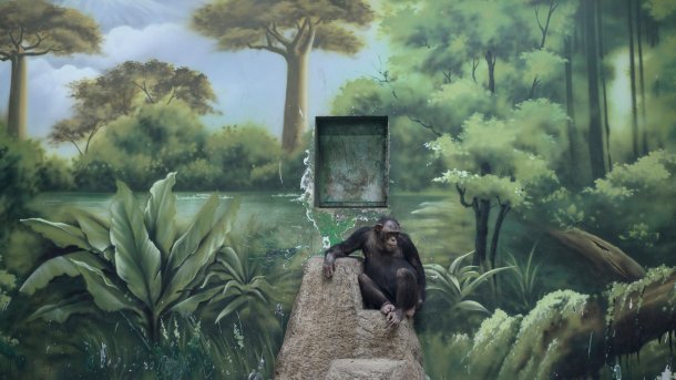 Affe in chinesischem Zoo