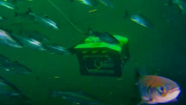 Das Bild zeigt einen Unterwasserroboter mit Fischen in einem Zuchtkäfig.