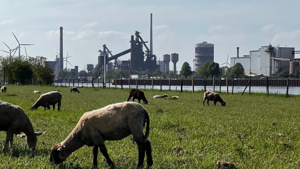 Stahlwerk in Bremen, im Vordergrund Schafe