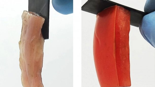 Zwei Bilder: links klebt an einem kleinen Stück Metal etwas Hüherfleisch, rechts klebt an einem Metallstück ein rechteckiges Stück Tomate