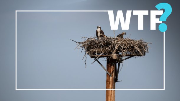 Zwei Fischadler in einem Horst.