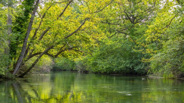 Idylle purAuf dem Wasser und im Auwald herrscht friedliche Ruhe., Alle Bilder: Katja Seidel