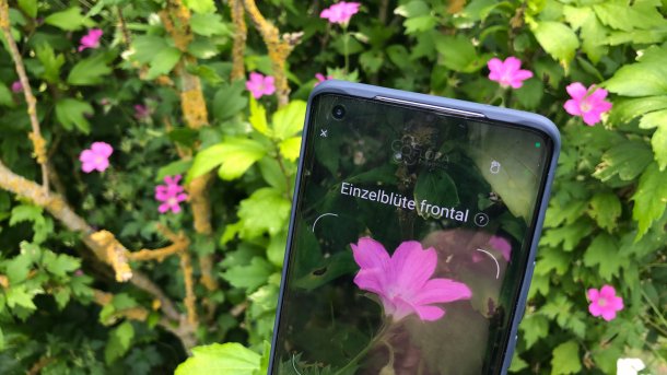 Smartphone mit App bei der Pflanzenaufnahme.