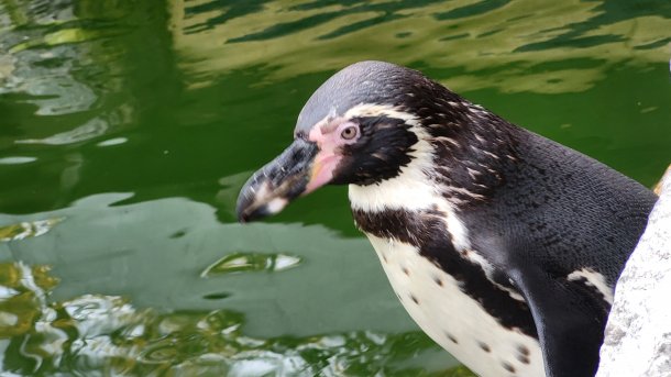 Ein Pinguin guckt, vor Wasser