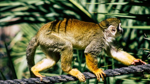 Primat auf einem Ast