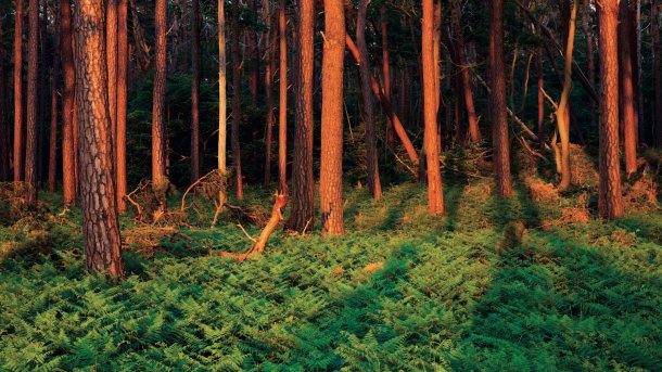 The orange-red evening light intensifies the colors when it hits the subject directly, as here in the forest on the Darß.Canon EOS 5DS R 61 mm ISO 100 f/14 1/4 s