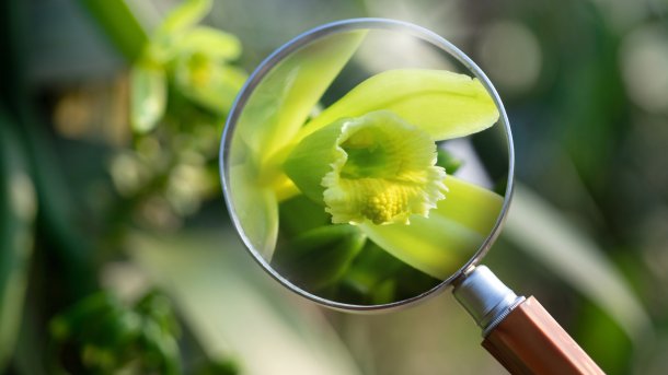 Eine gelbe Blüte der Vanille-Orchidee durch eine Lupe betrachtet.