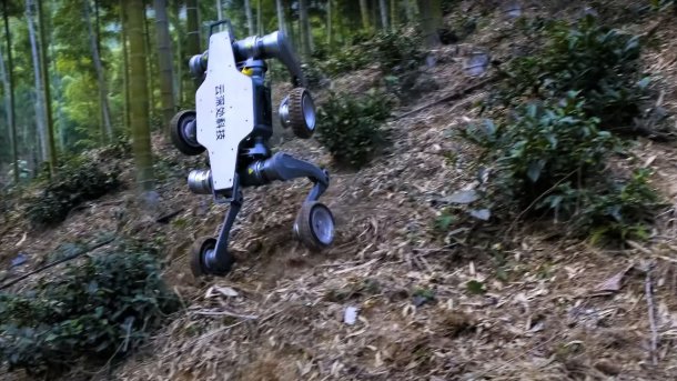 Robot dog Lynx rides down a slope in the forest on two wheels.