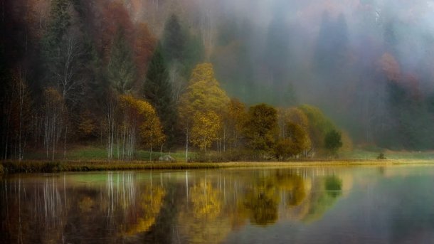 Beautiful forest with fog.