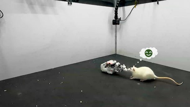 Ein Rattenroboter und eine Ratte interagieren miteinander.