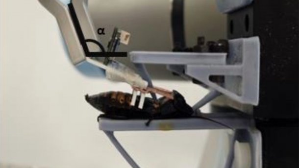 A robotic arm converts a cockroach into a cyborg.