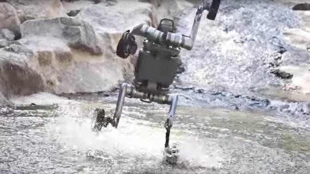 Lynx walks through water on two legs.