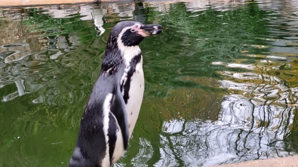 A penguin looks, in front of water