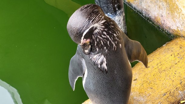 Ein Pinguin putzt sich