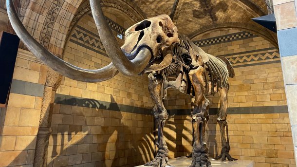 Mammutskelett im Natural History Museum, London