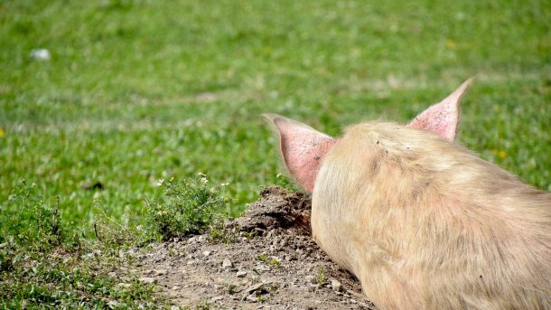 Schwein auf Erde vor einer Wiese