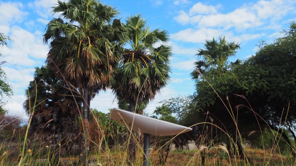 Starlink-Antenne im Gras vor Palmen