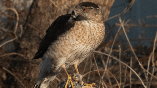 A hawk with prey in its beak