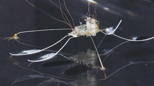 Rhagobot - ein Roboter in Form eines Wasserläufers