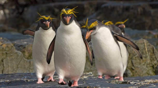 Ein Pinguin putzt sich