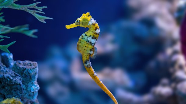 Gelbes Seepferdchen vor einem Riff mit Wasserpflanzen.