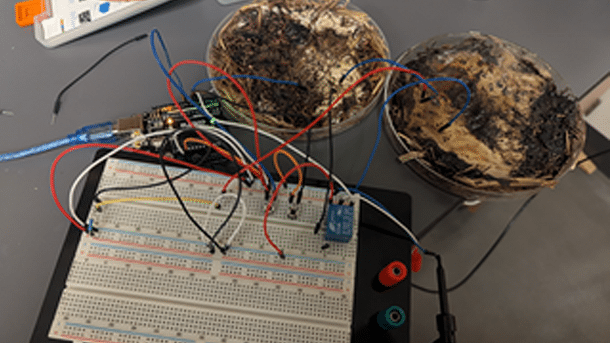 Man sieht Pilze, die mit Kabeln an ein Breadboard angeschlossen sind.