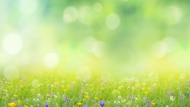 Spring-like flower meadow