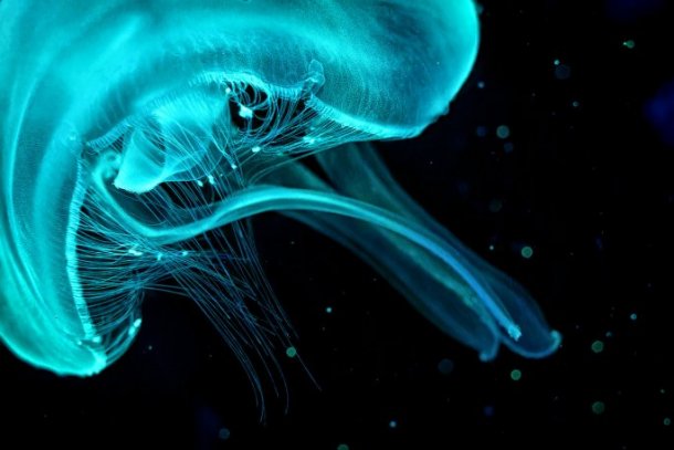 Floating in the darkness, this jellyfish almost appears to be a creature from another world. The blue light highlights its fine structures and makes the tentacles look translucent.