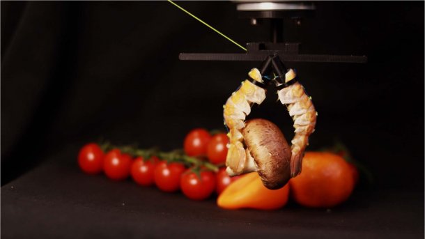 Ein Robotergreifer aus zwei Langustenschwänzen greift einen Pilz. Im Hintergund sind aufgereihte Tomaten zu sehen.