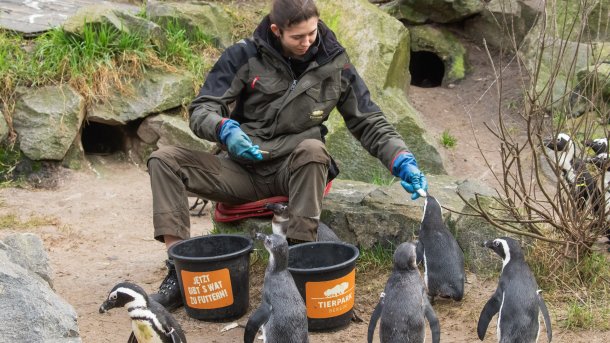 Eine Tierpflegerin füttert einige Pinguine im Tierpark Berlin mit Fischen.