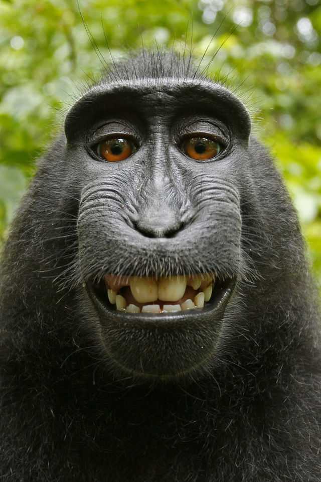 Eines der Affen-Selbstportraits
